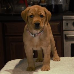 Labrador Retriever Puppies from Pondside Retrievers