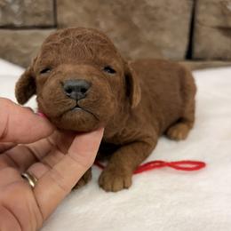 Red Collar Girl - Red  female Goldendoodle puppy in Cullman, Alabama from My Awesome Rover