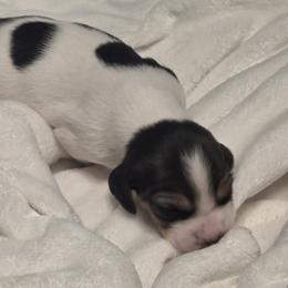 King - Black tan and white male Beagle puppy in Peculiar, Missouri from At home