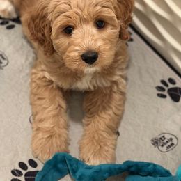 Girl 2 - Caramel female Australian Labradoodle puppy in Bend, Oregon from High Desert Labradoodles