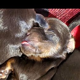 Dachshund Puppies from Melanie's Dachshunds