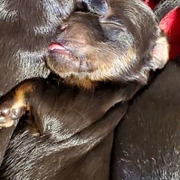 Dachshund Puppies from Melanie's Dachshunds