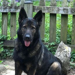 Tillie - German Shepherd