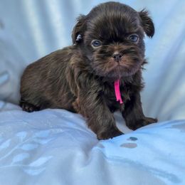 Jackie O - Pink Collar - Chocolate female Shih Tzu puppy in Troy, Ohio from Oodles of Doodles