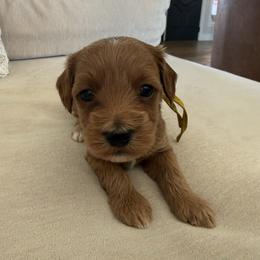 Arthur - Red male Cockapoo puppy in Yuba City, California from The Doodle Barn