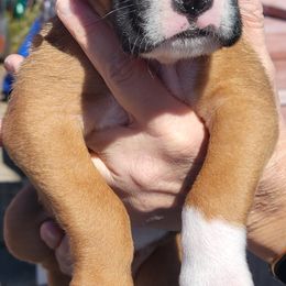 Boxer All Grown Up from Cerise's Boxers