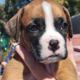 Boxer All Grown Up from Cerise's Boxers