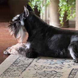 Maximus - Miniature Schnauzer