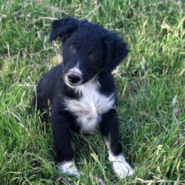 Ash - Black tri-color male Australian Shepherd puppy in San Tan Valley, Arizona from Mott Ranch - Blazin' Sun Aussies