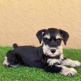 Red Collar - Black and silver female Miniature Schnauzer puppy in Monticello, Mississippi from Phoenix Ranch