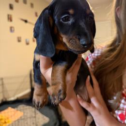 Ziggy - Black and tan male Dachshund puppy in Surprise, Arizona from Mighty Little Dachshunds