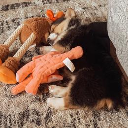 Pembroke Welsh Corgi Puppies from Nunas Corgis