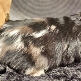 U’i K or U’i Kalapana or Pana - Dachshund