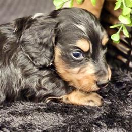 U’i K or U’i Kalapana or Pana - Dachshund