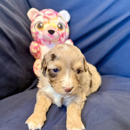 Porsche - Red merle female Toy Australian Shepherd puppy in Medical Lake, Washington from MAS Gone Rogue