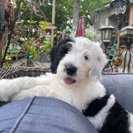 Sheepadoodle Puppies from Narrow Path Puppies