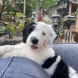 Sheepadoodle Puppies from Narrow Path Puppies