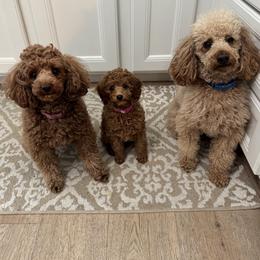 Poodle All Grown Up from Little Gall Reds