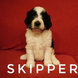Bernedoodle Puppies from Daisy’s Doodles