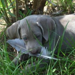 Weimaraner Puppies from Megan's Weimaraners