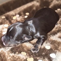 Colt - Liver male Miniature Schnauzer puppy in Kentucky from Mrs Bs Teeny Schnauzers & Doodles