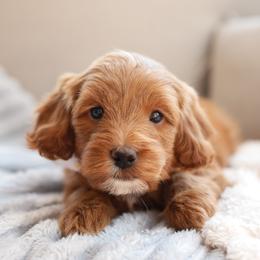 Archie - Apricot male Goldendoodle puppy in Wake Forest, Utah from Dreamcoat Doodles
