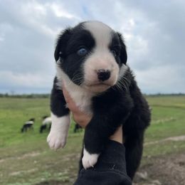 Miniature Australian Shepherd Puppies from Broken T Australian Shepherds