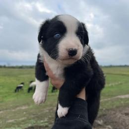 Miniature Australian Shepherd Puppies from Broken T Australian Shepherds
