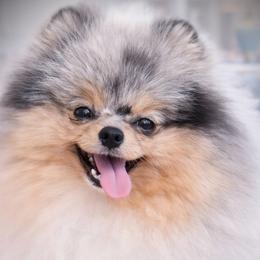 Mojo - Pomeranian