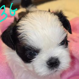 Girl 3 - Black and white female Shih Tzu puppy in Buxton, Maine from Shih Tzu Junction