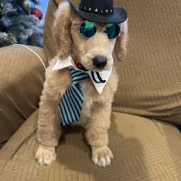 Teddy - Apricot male Poodle puppy in Mobile, Alabama from Semmy’s Standard Poodle LLC