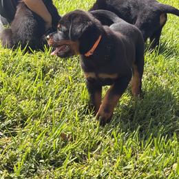 Boy 2 - Black and mahogany male Rottweiler puppy in Cocoa, Florida from Space Coast Rottweilers