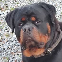 Rottweilers from Cali rottweilers