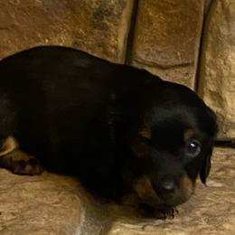 MIDNIGHT - Black and tan male Dachshund puppy in Elizabethtown, Kentucky from Teeny Tiny Puppy Tails
