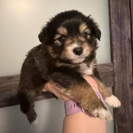 Onyx - Black tri female Miniature Australian Shepherd puppy in Weatherford, Texas from F & T Aussies