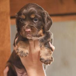 Aqua - Liver and tan female English Cocker Spaniel puppy in New Mexico from HighBrassGunDogs