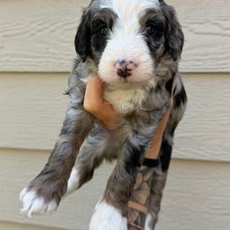 Dolly - Blue merle female Bernedoodle puppy in Horseshoe Bend, Idaho from Over the Moon Poodles and Doodles