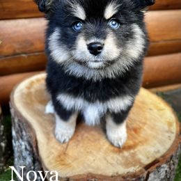Pomsky Puppies from Blue Ridge Pomsky