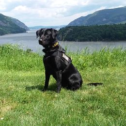 Maggie - Labrador Retriever