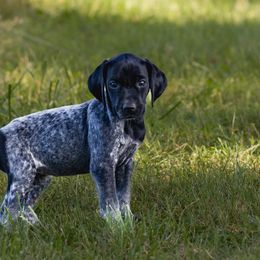 Chloe - Black roan German Shorthaired Pointer puppy in Honey Brook, Pennsylvania from Windsong Pointers