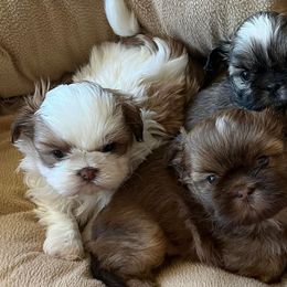 Dachshunds and Shih Tzus from Merisue's Shih Tzu's and Dachshunds