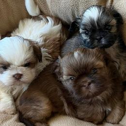 Dachshunds and Shih Tzus from Merisue's Shih Tzu's and Dachshunds