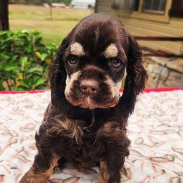 Orange Girl - Brown white and tan female Cocker Spaniel puppy in Beggs, Oklahoma from Southern Country Cockers