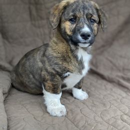 American Corgi and Pembroke Welsh Corgi Puppies from Foxy Knoll Farm