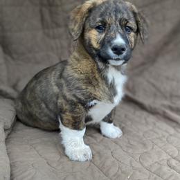 American Corgi and Pembroke Welsh Corgi Puppies from Foxy Knoll Farm