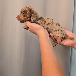 Isabella chocolate dapple - Dapple female Dachshund puppy in Hesperia, California from VOM HAUSE IMPERIAL