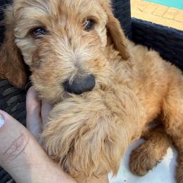 Black - Apricot male Goldendoodle puppy in Shingle Springs, California from California Double Doodles