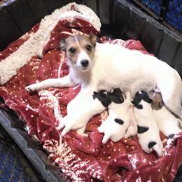 Jake - Tri-colored male Parson Russell Terrier puppy in Carney, Oklahoma from River Run Parson Russell terriers & River Run Ridgebacks