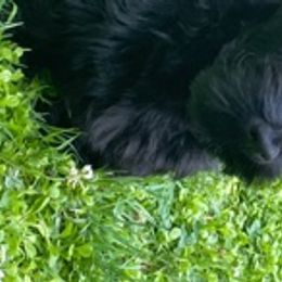 Scottish Terriers from KinRoss Scottish Terriers