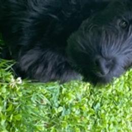 Scottish Terriers from KinRoss Scottish Terriers